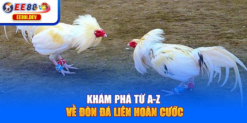 kham-pha-tu-a-z-ve-don-da-lien-hoan-cuoc